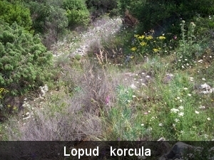 kolocep 15-22mei 2009 062