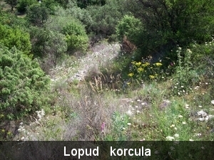 kolocep 15-22mei 2009 063