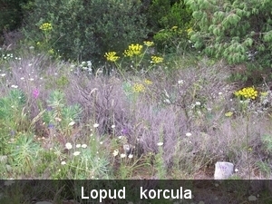 kolocep 15-22mei 2009 079