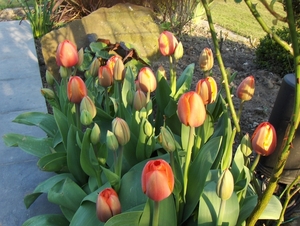 tulpen