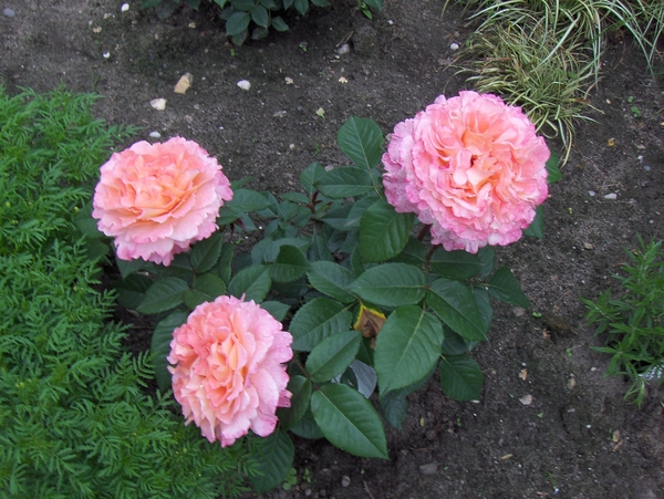 30 mei 2008 002