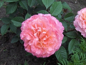 30 mei 2008 003