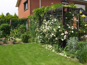 De tuin 08-06-08 008