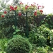 De tuin 08-06-08 012