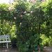 De tuin 08-06-08 041