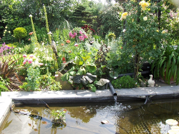 De tuin 01-07-08 009