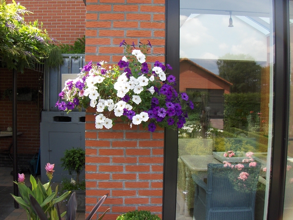 De tuin 01-07-08 013