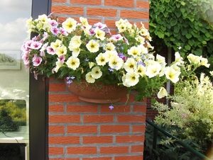 De tuin 01-07-08 014