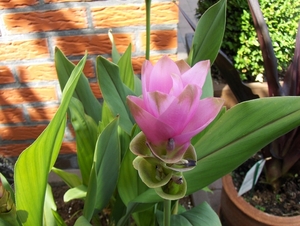 De tuin 01-07-08 016
