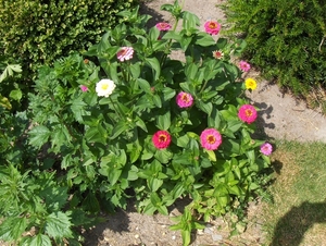 De tuin 01-07-08 020