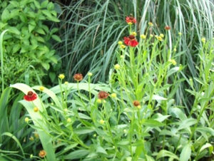 De tuin 01-07-08 037