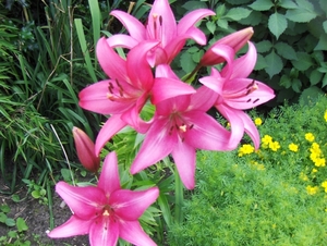 De tuin 01-07-08 040