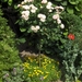 De tuin 01-07-08 049