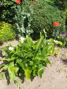 De tuin 01-07-08 051