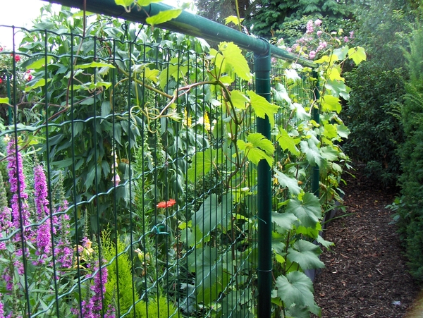 De tuin 01-07-08 061