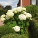 hortensia annebel