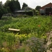 De tuin 01-07-08 083