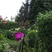 De tuin 01-07-08 131