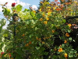 De tuin op 15-08-08 018