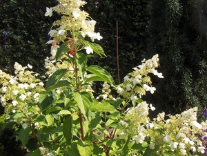 De tuin op 15-08-08 051