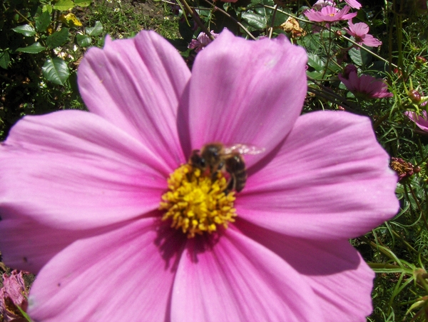 De tuin op 15-08-08 066