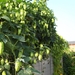 eind augustus 052