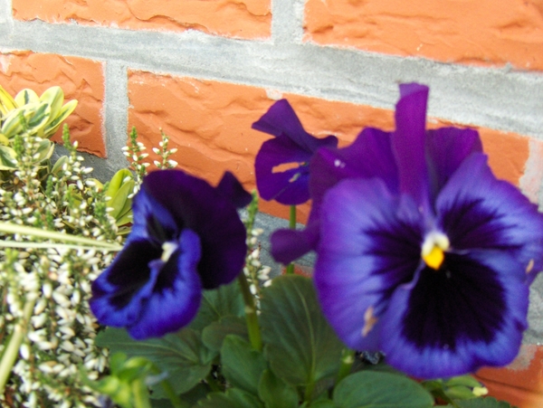 winterviooltje