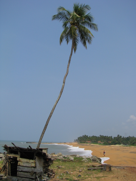 Palmen tegen altijd blauwe luchten