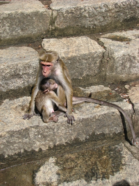 Moeder aap met haar jong