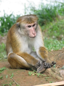 Srilankaanse aap