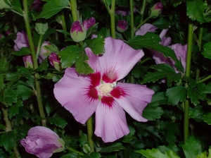 Hibiscus