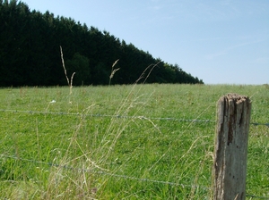 Stilleven