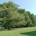 Bomen
