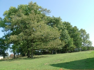 Bomen