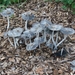 Paddestoelen 1
