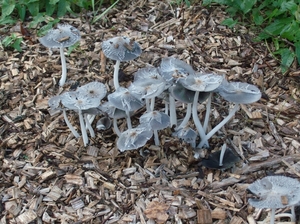 Paddestoelen 1