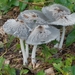 Paddestoelen 2