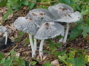 Paddestoelen 2
