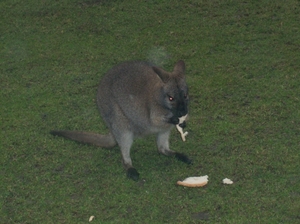 Kangoeroe