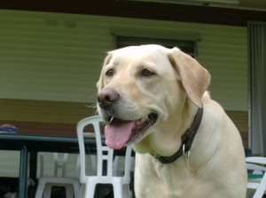 Layka
