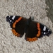 Vlinder