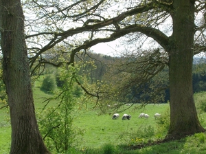 Landschap
