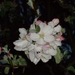 Appelbloesem