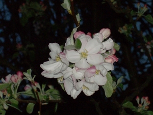 Appelbloesem