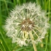 Paardebloem