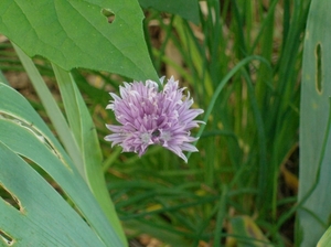 Bloesem van bieslook