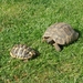 Schildpadjes