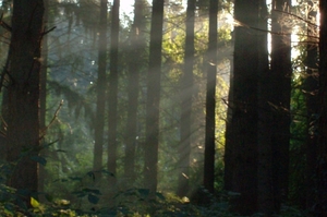 Zonsopgang in nevelsluiers