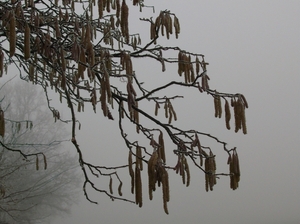 Hazelaartak in de mist