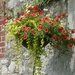 Bloemenkorf